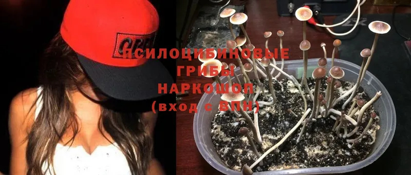 дарнет шоп  mega ссылка  Галлюциногенные грибы MAGIC MUSHROOMS  Кирс 